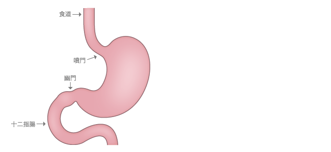 (図1)胃の名称